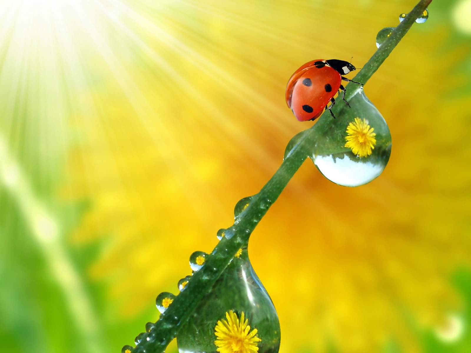 Beautiful ladybug for 1600 x 1200 resolution
