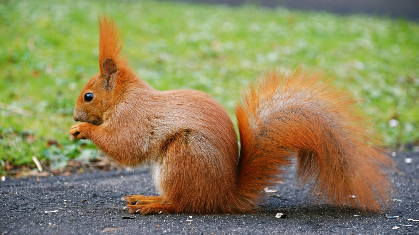 Beautiful Little Squirrel for 1366 x 768 HDTV resolution