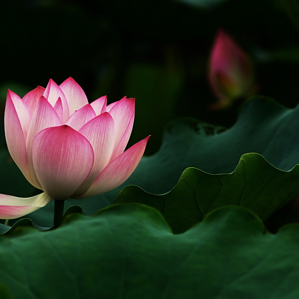 Beautiful Lotus Flower for 1024 x 1024 iPad resolution