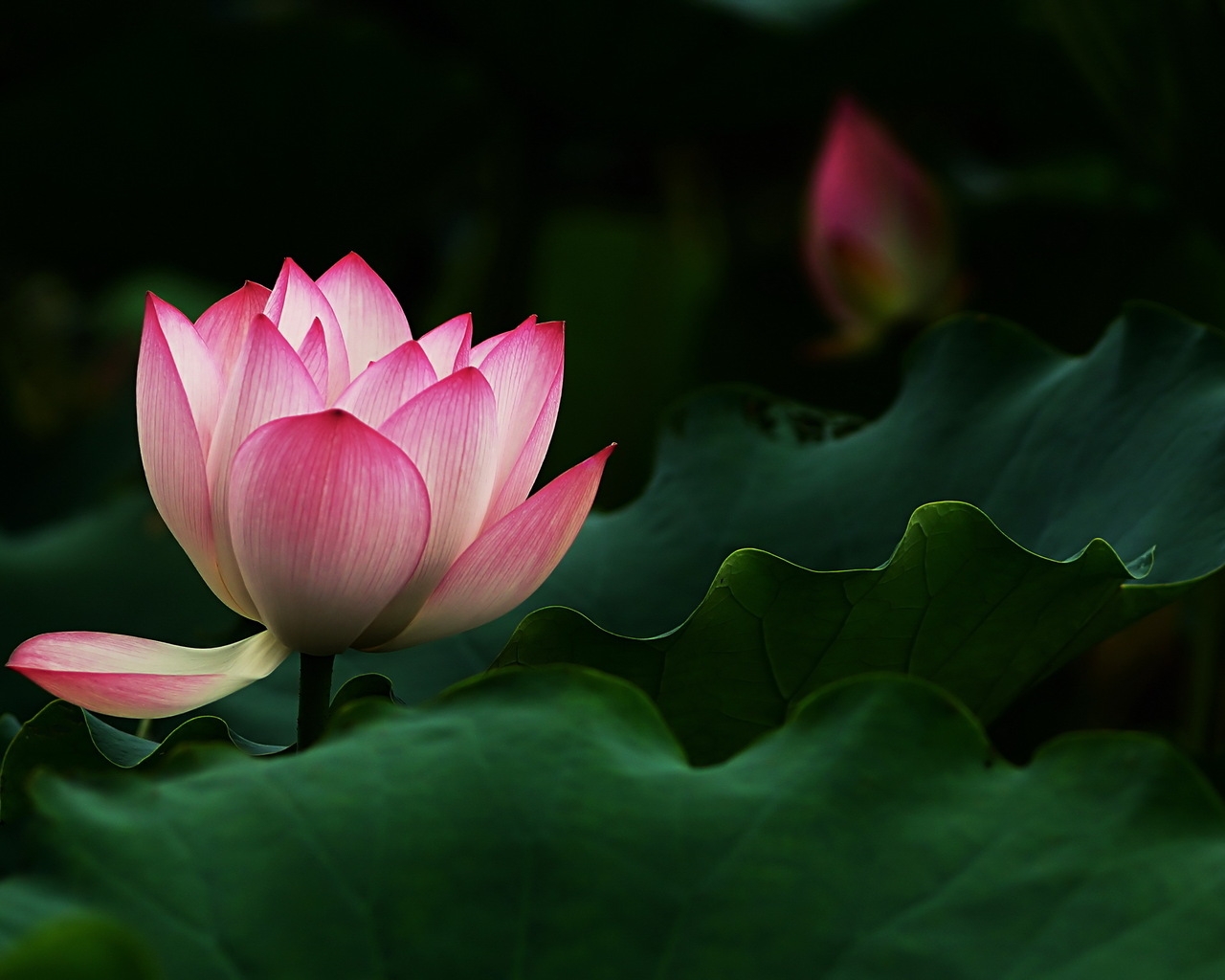 Beautiful Lotus Flower for 1280 x 1024 resolution