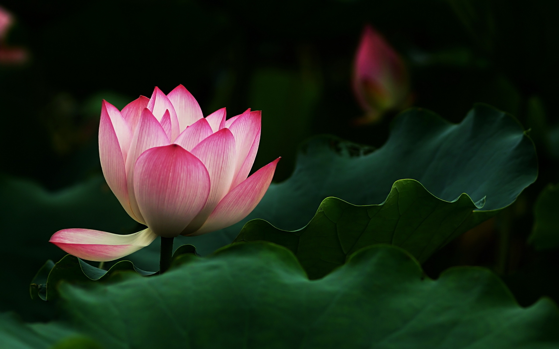 Beautiful Lotus Flower for 1920 x 1200 widescreen resolution