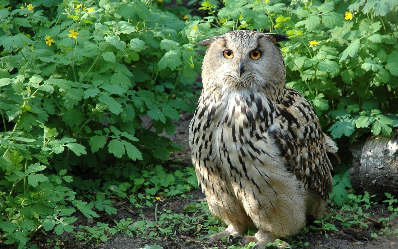 Beautiful Owl for 1280 x 800 widescreen resolution