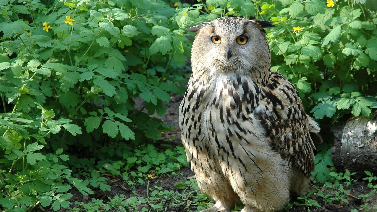 Beautiful Owl for 1536 x 864 HDTV resolution