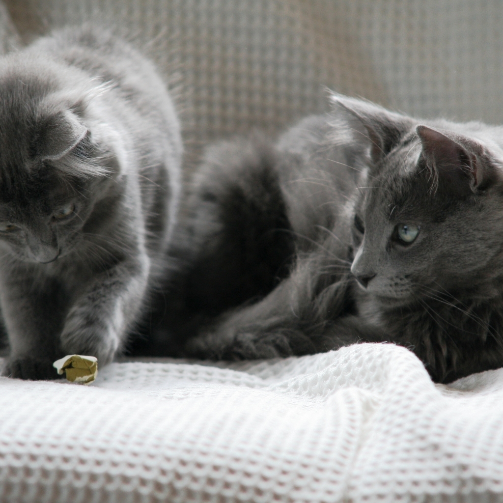 Beautiful Pair of Nebelung Cats for 1024 x 1024 iPad resolution