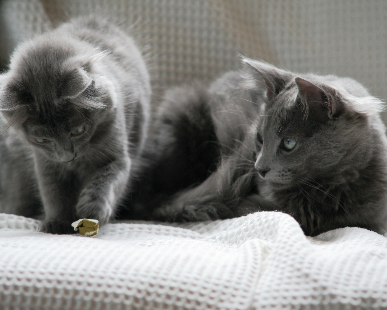 Beautiful Pair of Nebelung Cats for 1280 x 1024 resolution