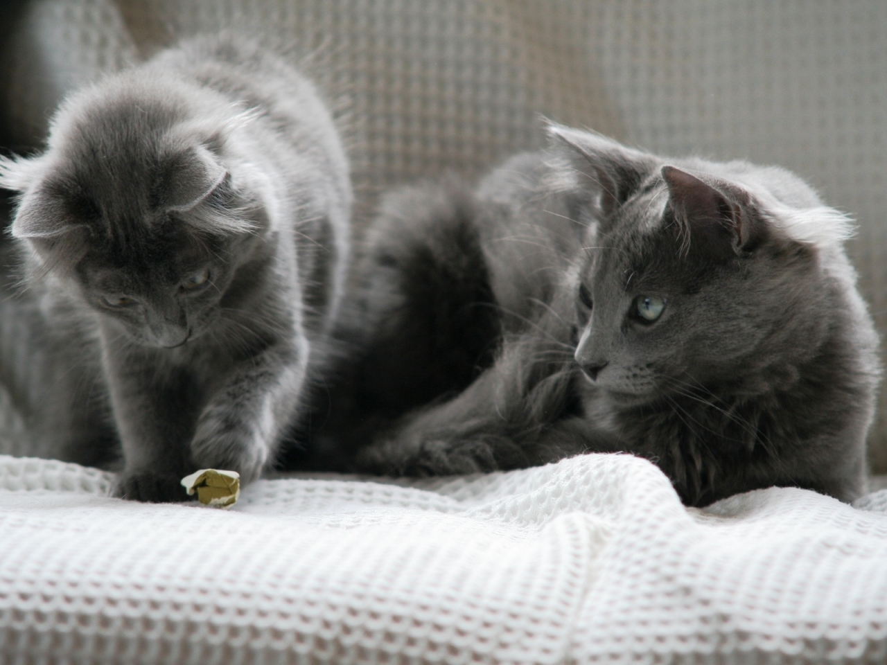 Beautiful Pair of Nebelung Cats for 1280 x 960 resolution
