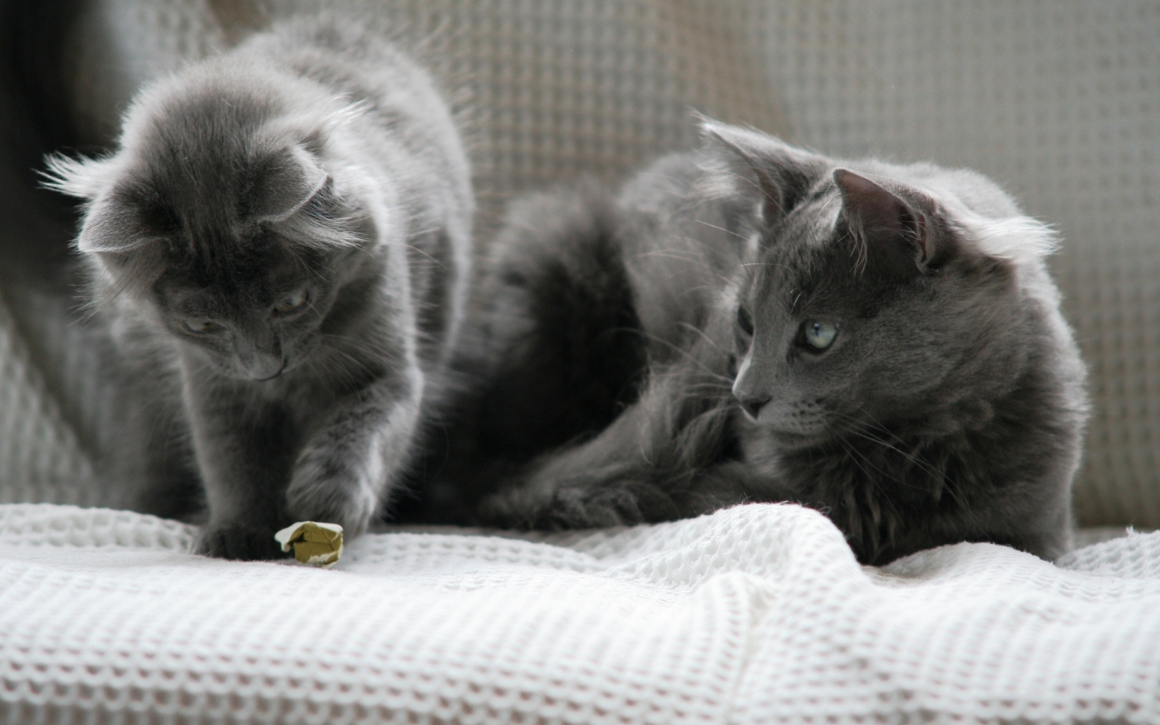 Beautiful Pair of Nebelung Cats for 1680 x 1050 widescreen resolution