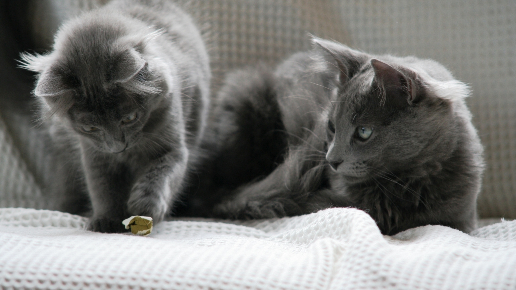 Beautiful Pair of Nebelung Cats for 1680 x 945 HDTV resolution