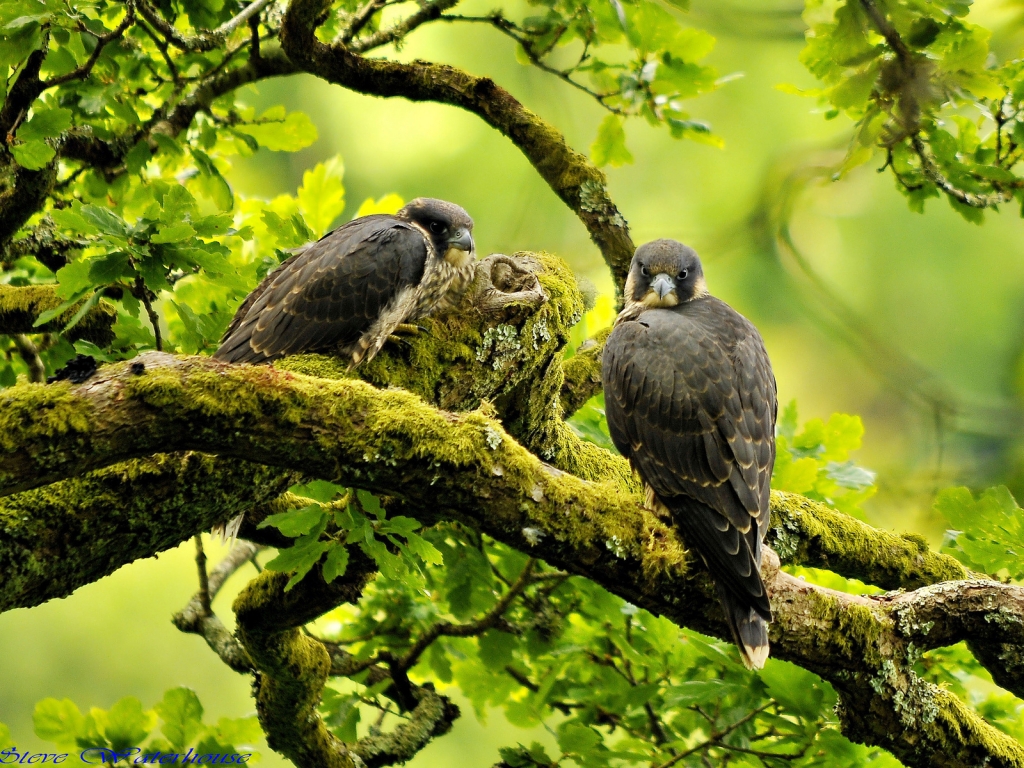 Beautiful Peregrine Falcon for 1024 x 768 resolution