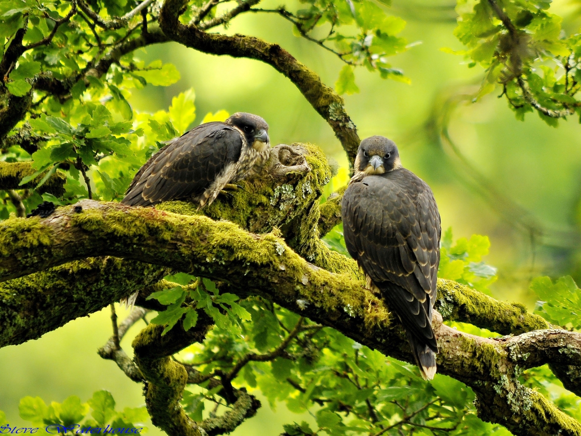 Beautiful Peregrine Falcon for 1152 x 864 resolution