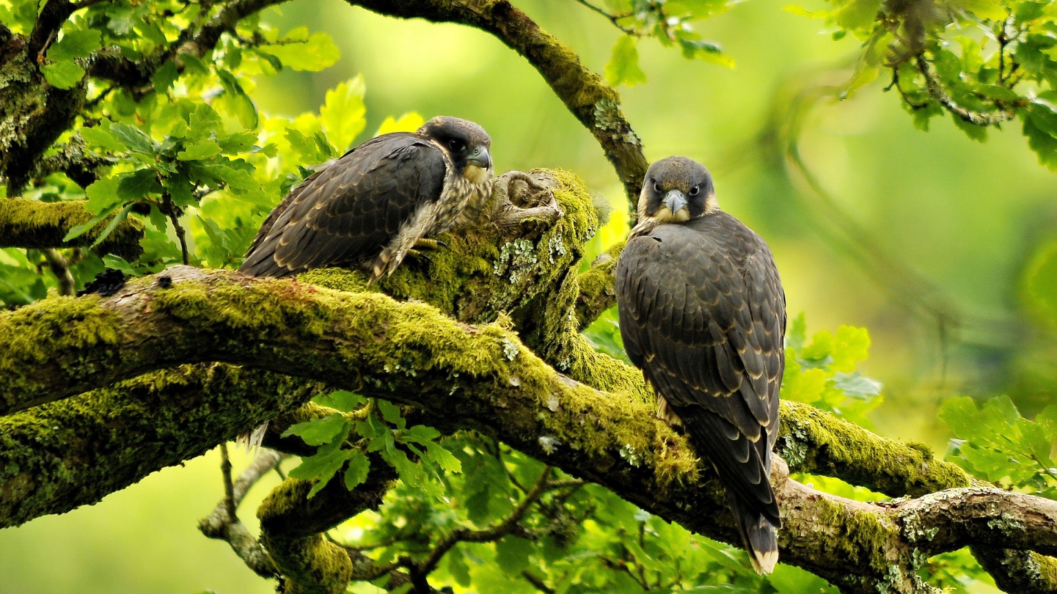Beautiful Peregrine Falcon for 1536 x 864 HDTV resolution