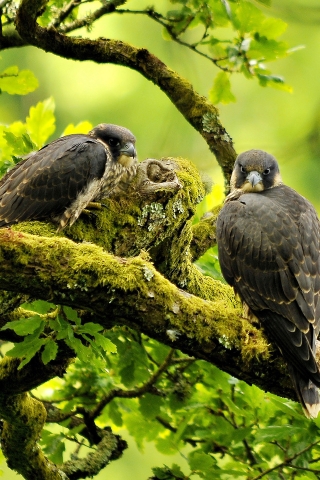 Beautiful Peregrine Falcon for 320 x 480 iPhone resolution