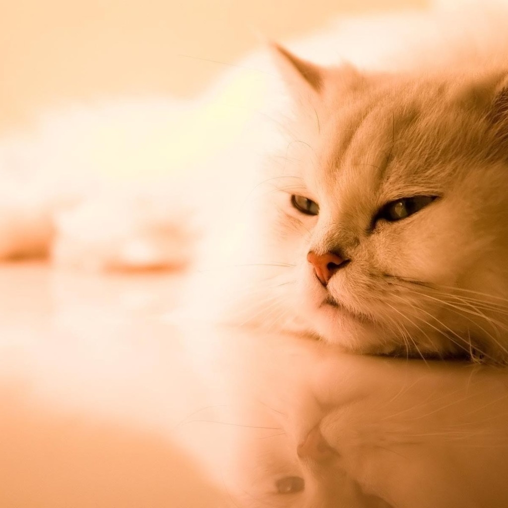 Beautiful Persian Cat for 1024 x 1024 iPad resolution