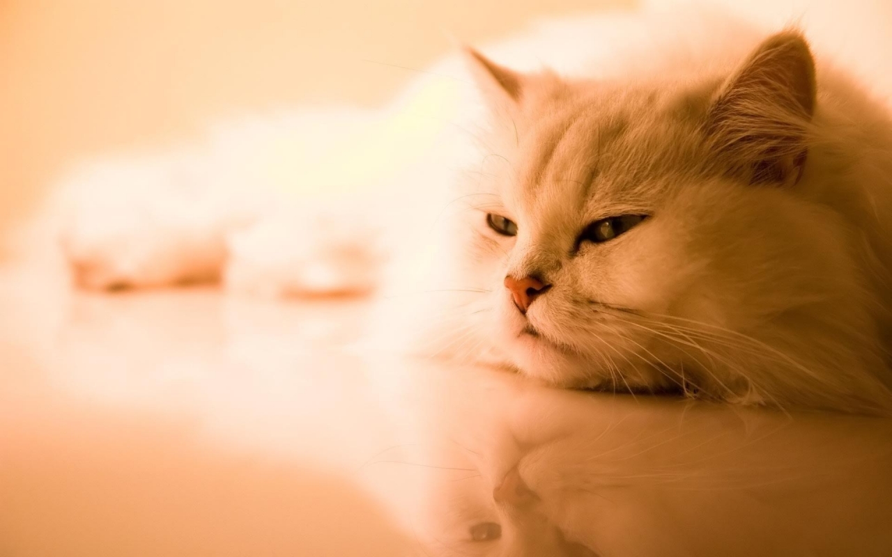 Beautiful Persian Cat for 1280 x 800 widescreen resolution