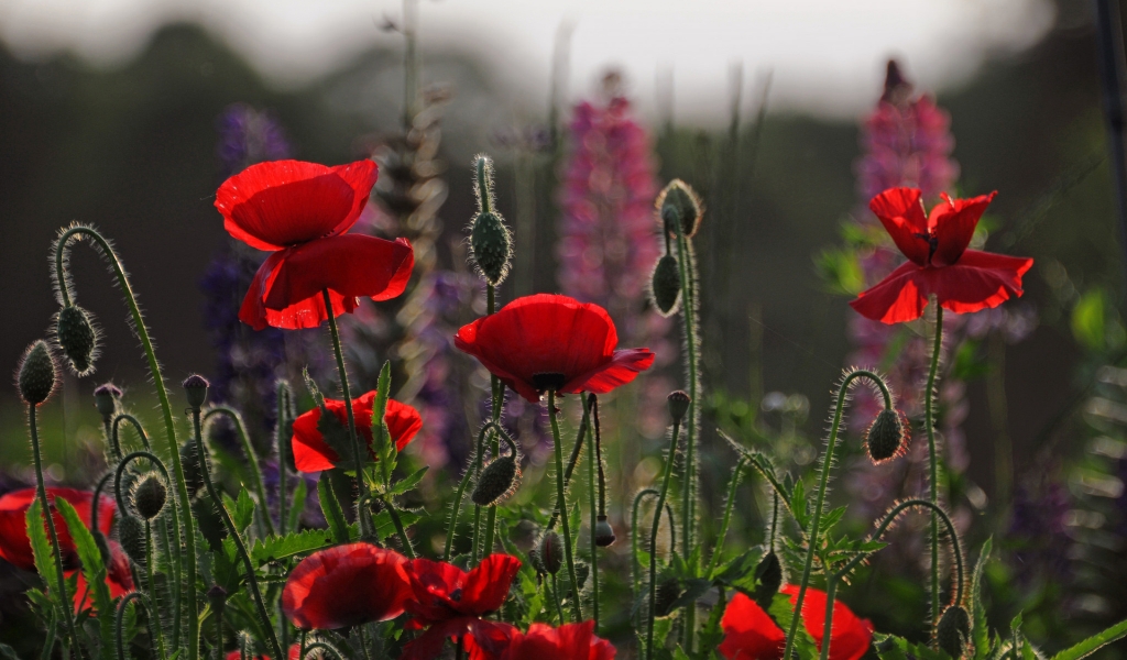Beautiful Red Poppies for 1024 x 600 widescreen resolution