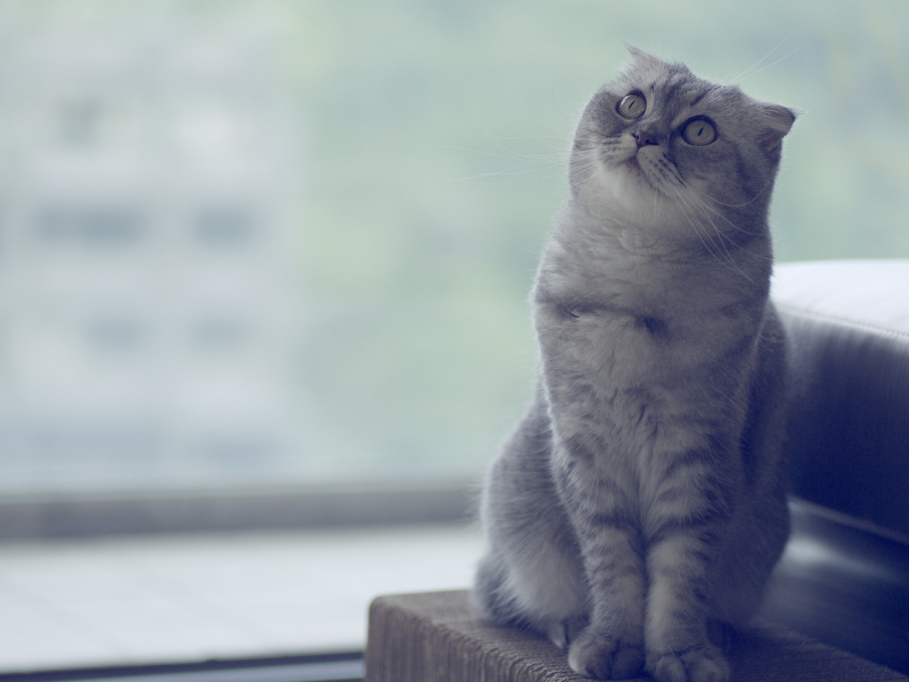 Beautiful Scottish Fold Cat  for 1280 x 960 resolution