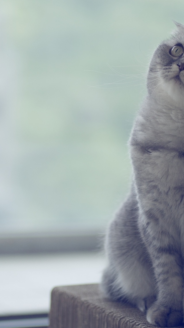 Beautiful Scottish Fold Cat  for 640 x 1136 iPhone 5 resolution