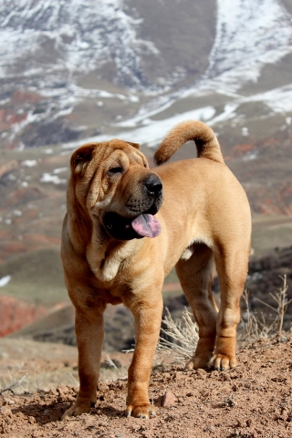 Beautiful Shar Pei Dog for 320 x 480 iPhone resolution