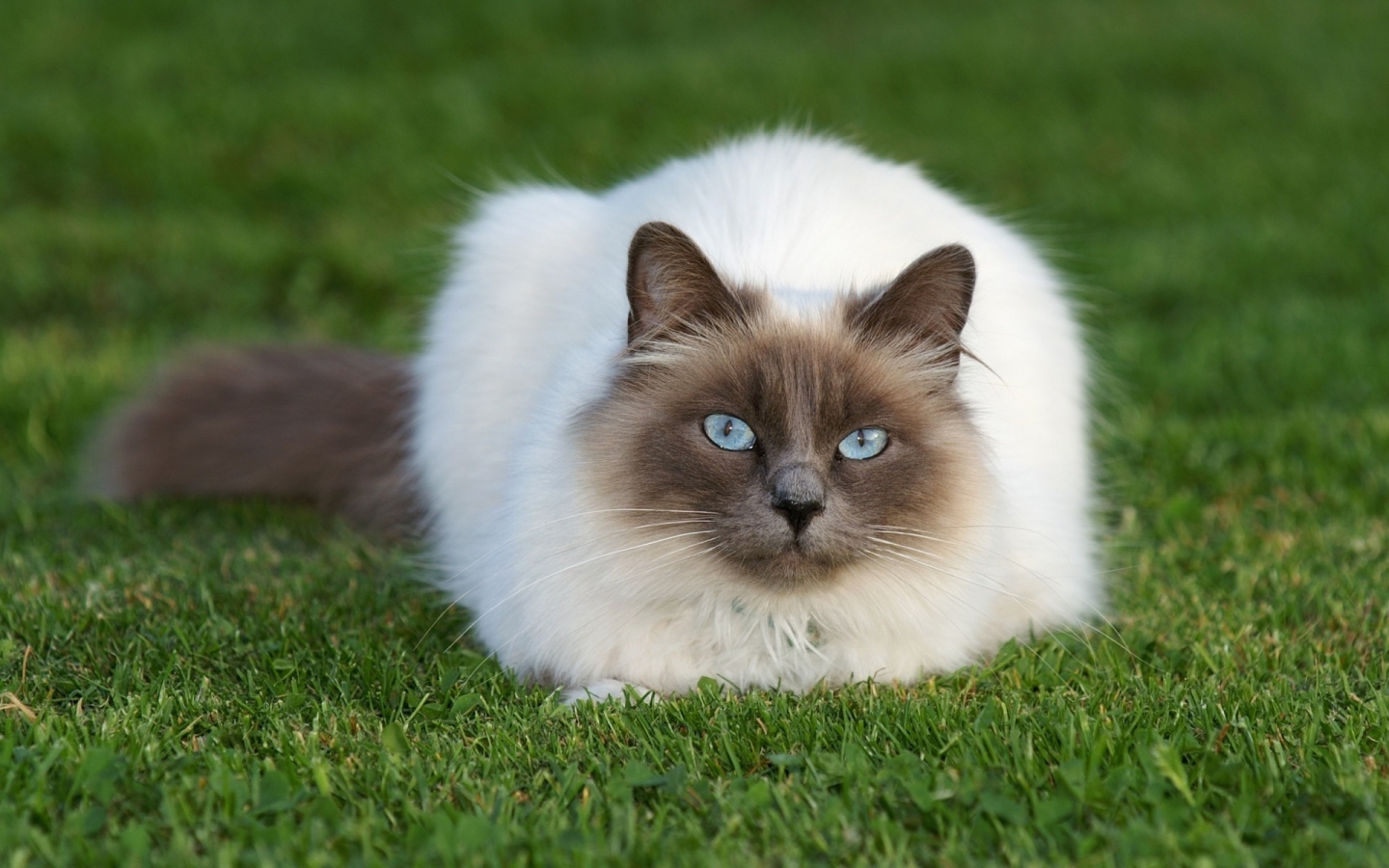 Beautiful Siamese Cat for 1440 x 900 widescreen resolution