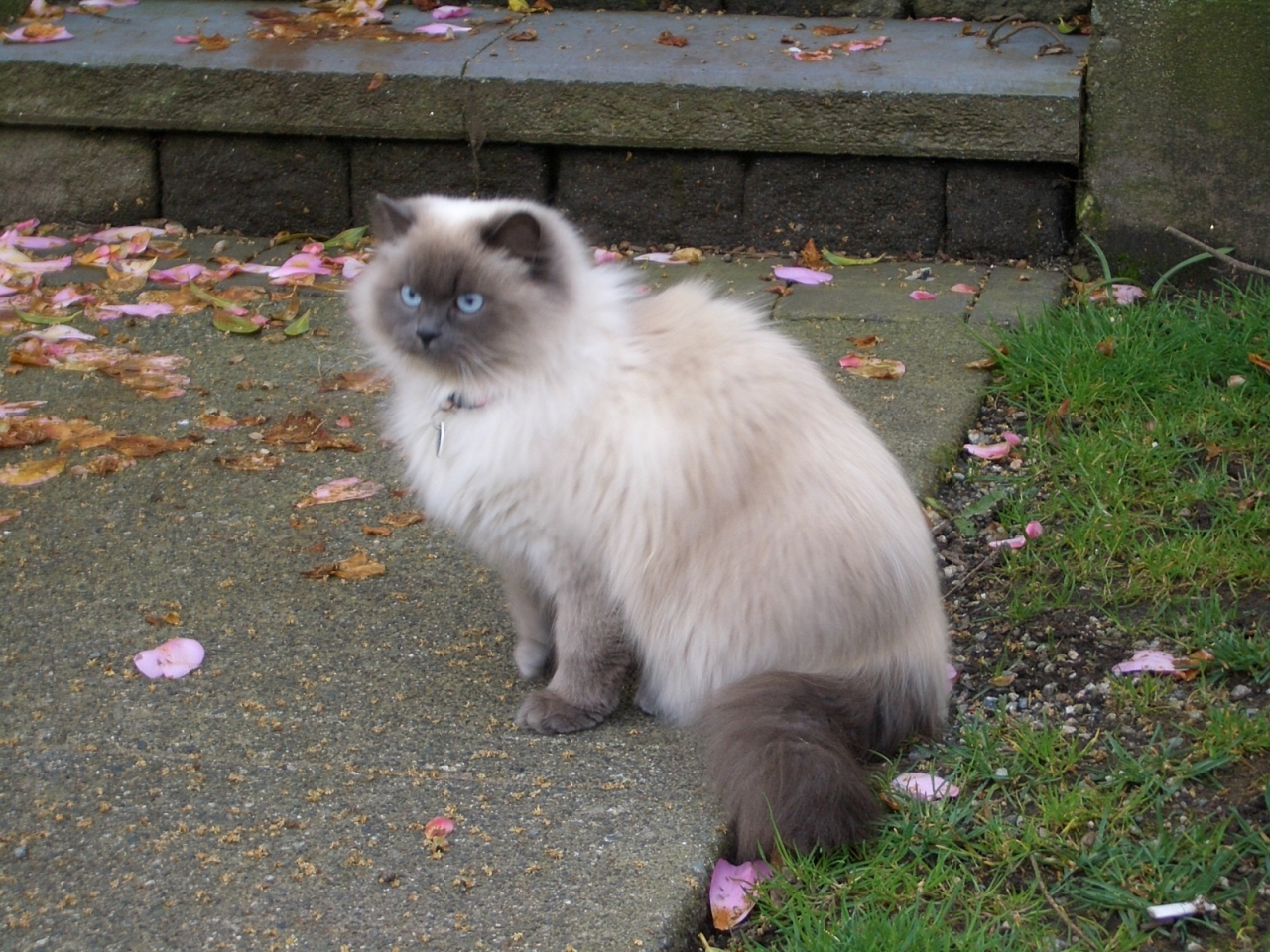 Beautiful Siamese Persian Mix Cat for 1280 x 960 resolution