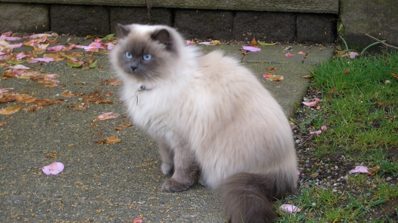 Beautiful Siamese Persian Mix Cat for 1366 x 768 HDTV resolution