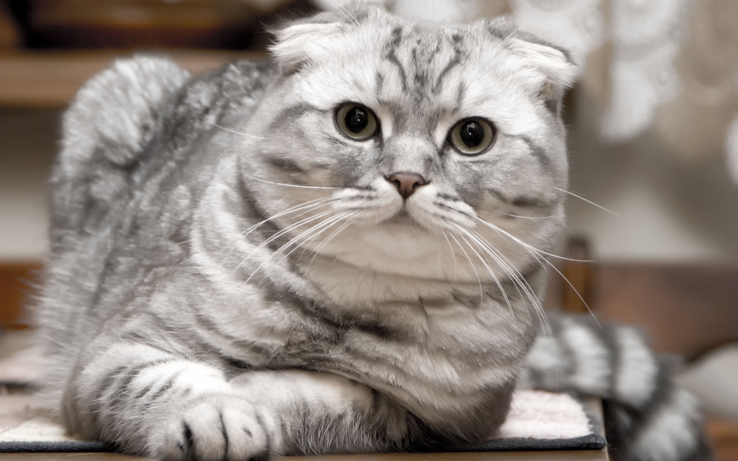 Beautiful Silver Scottish Fold Cat for 1440 x 900 widescreen resolution