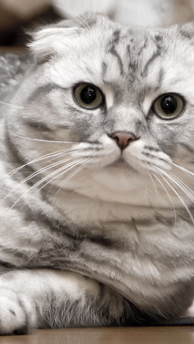 Beautiful Silver Scottish Fold Cat for 640 x 1136 iPhone 5 resolution