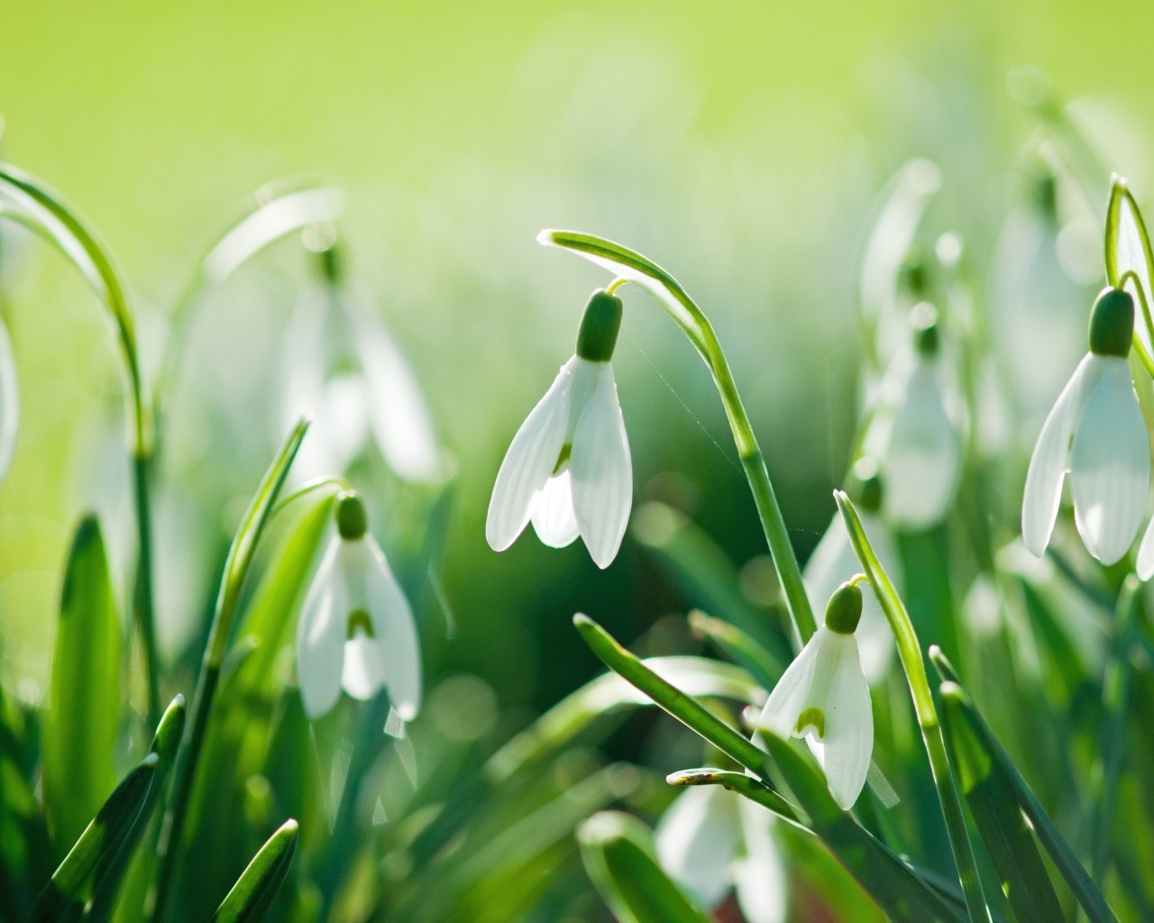 Beautiful Snowdrops for 1280 x 1024 resolution