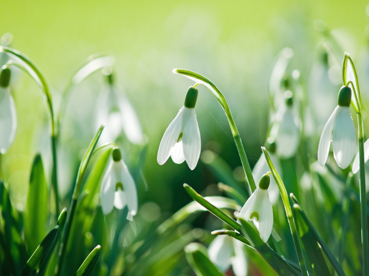 Beautiful Snowdrops for 1280 x 960 resolution