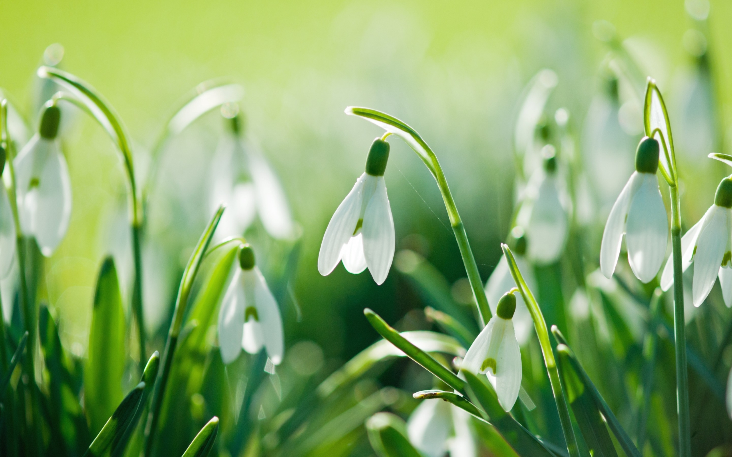 Beautiful Snowdrops for 2560 x 1600 widescreen resolution
