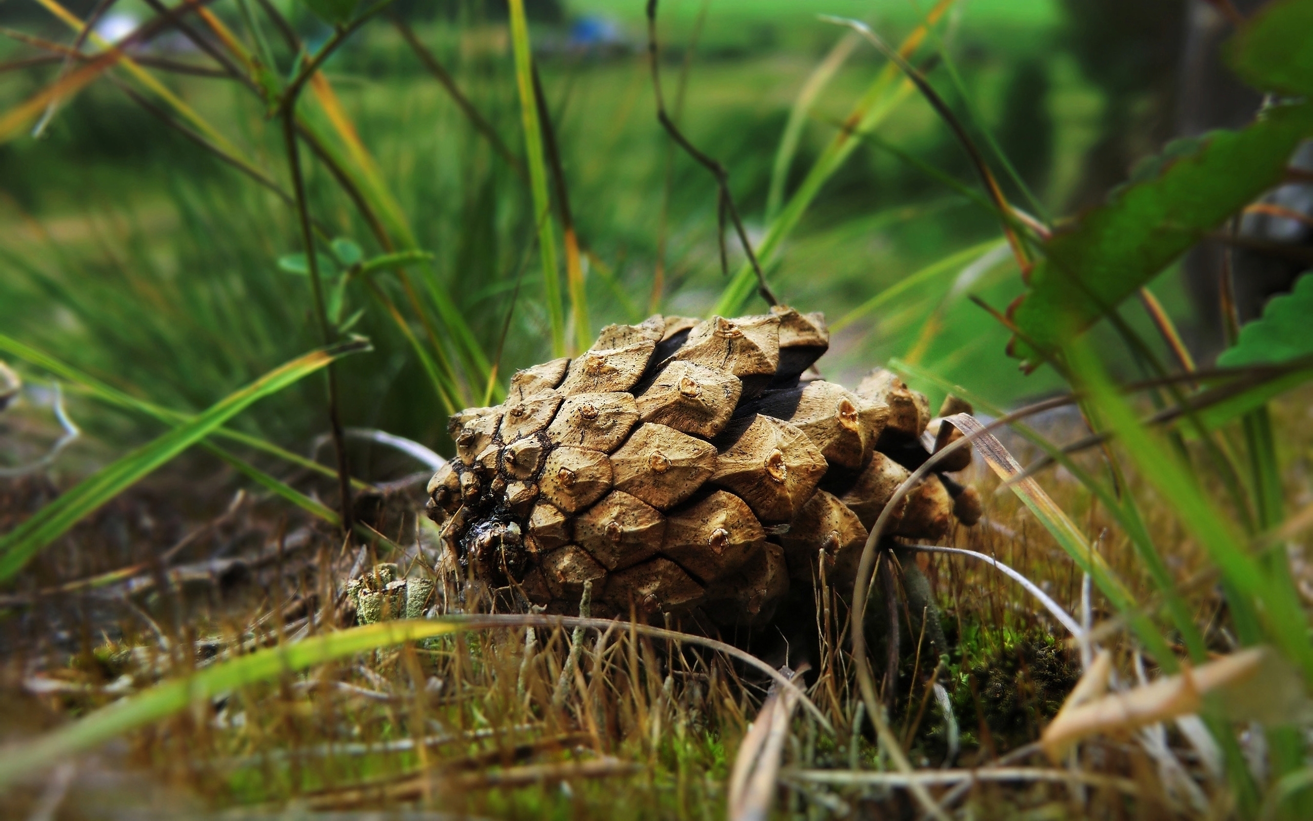Beautiful Spruce Cone for 2560 x 1600 widescreen resolution