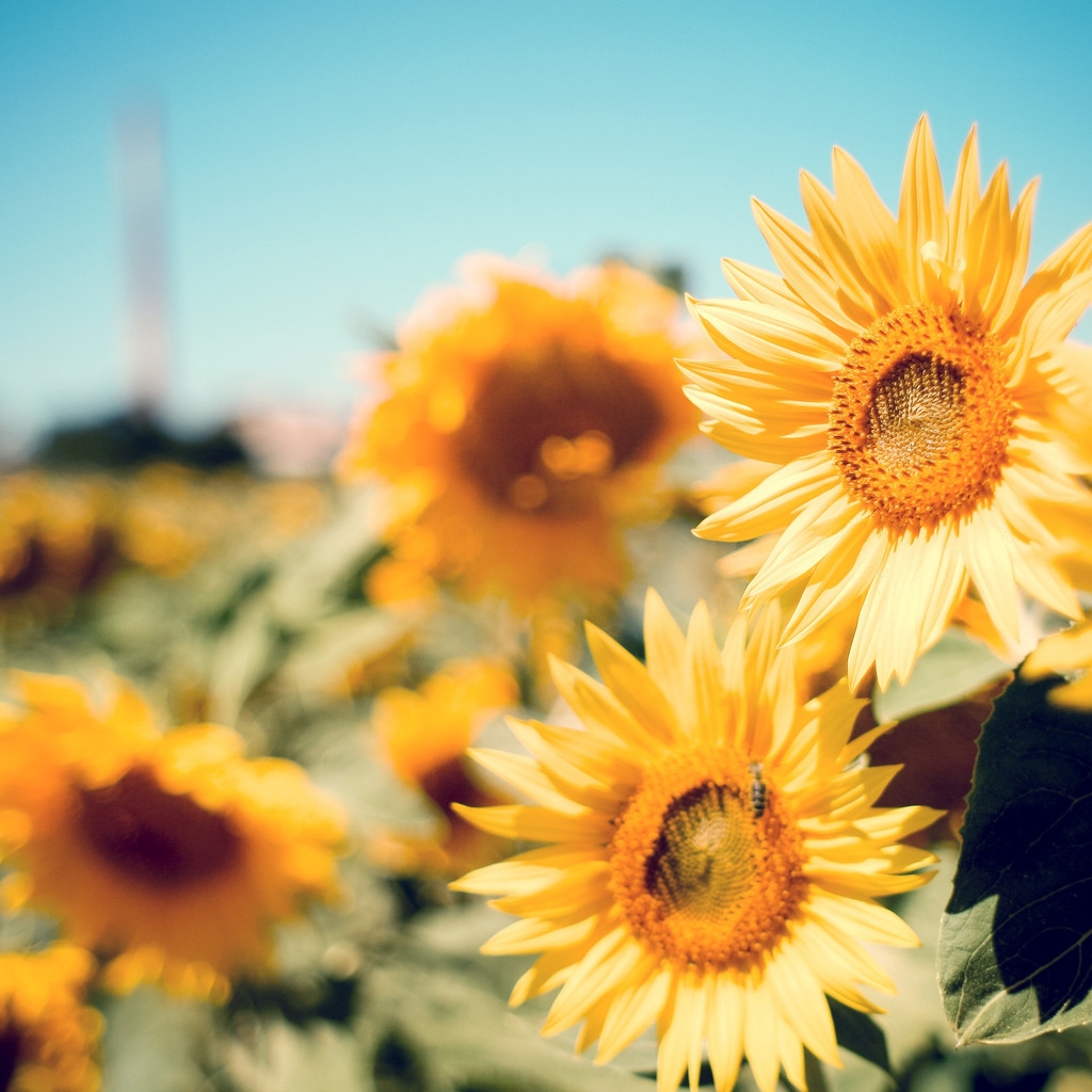 Beautiful Sunflowers for 1024 x 1024 iPad resolution