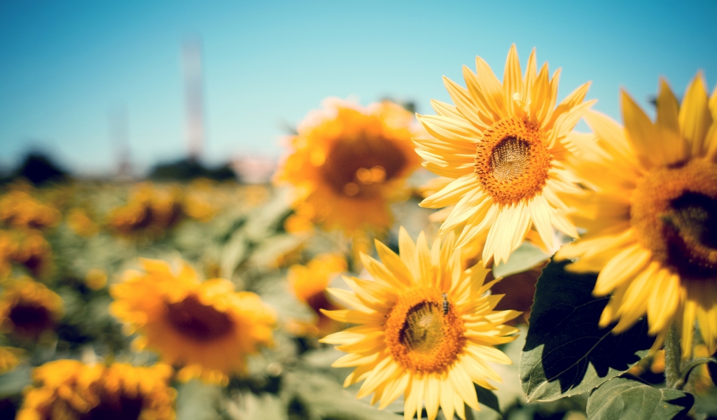 Beautiful Sunflowers for 1024 x 600 widescreen resolution