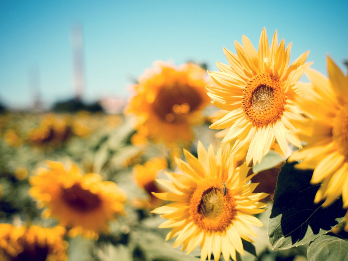 Beautiful Sunflowers for 1152 x 864 resolution