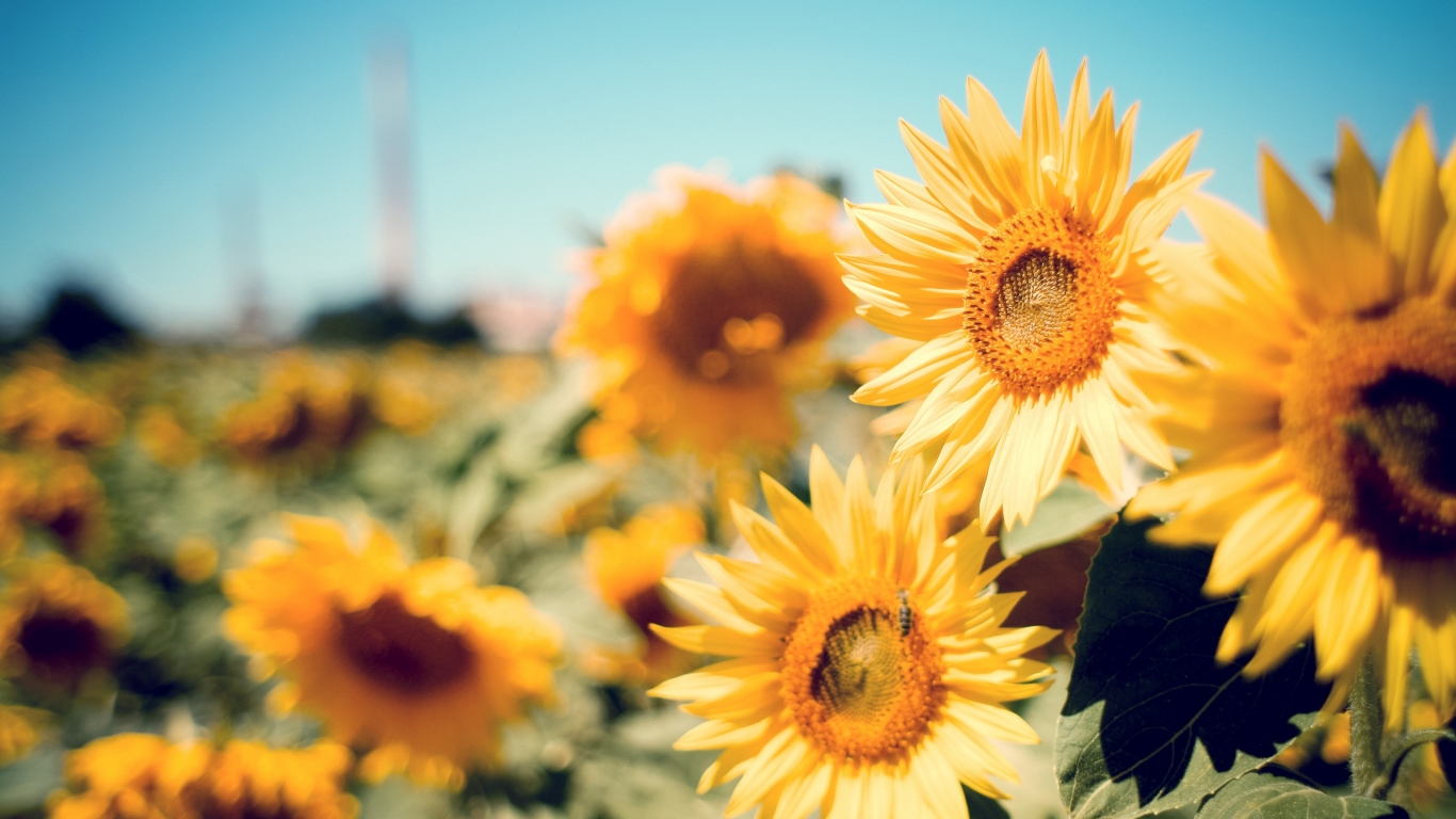 Beautiful Sunflowers for 1366 x 768 HDTV resolution