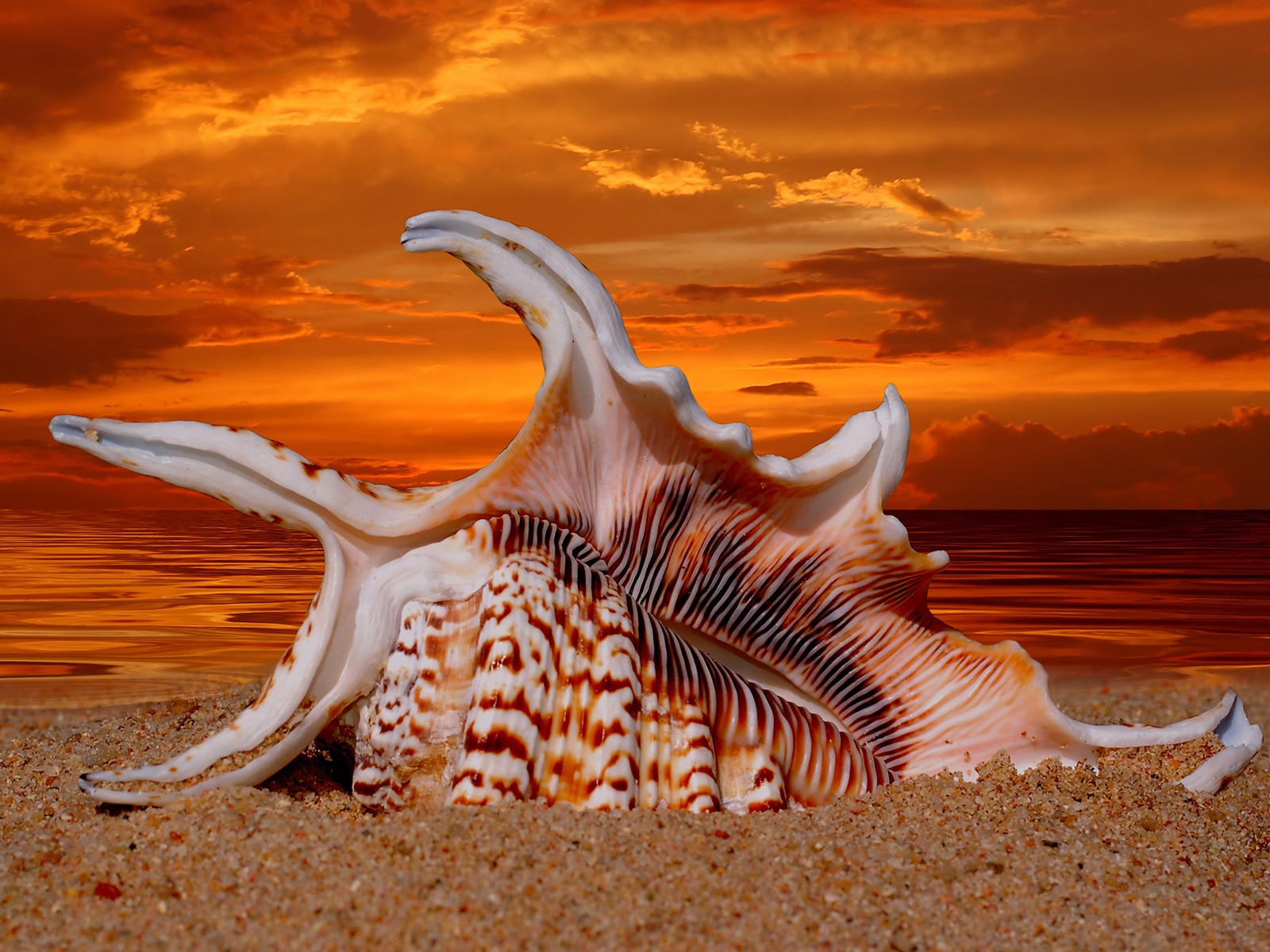 Beautiful Sunset Shell for 1600 x 1200 resolution