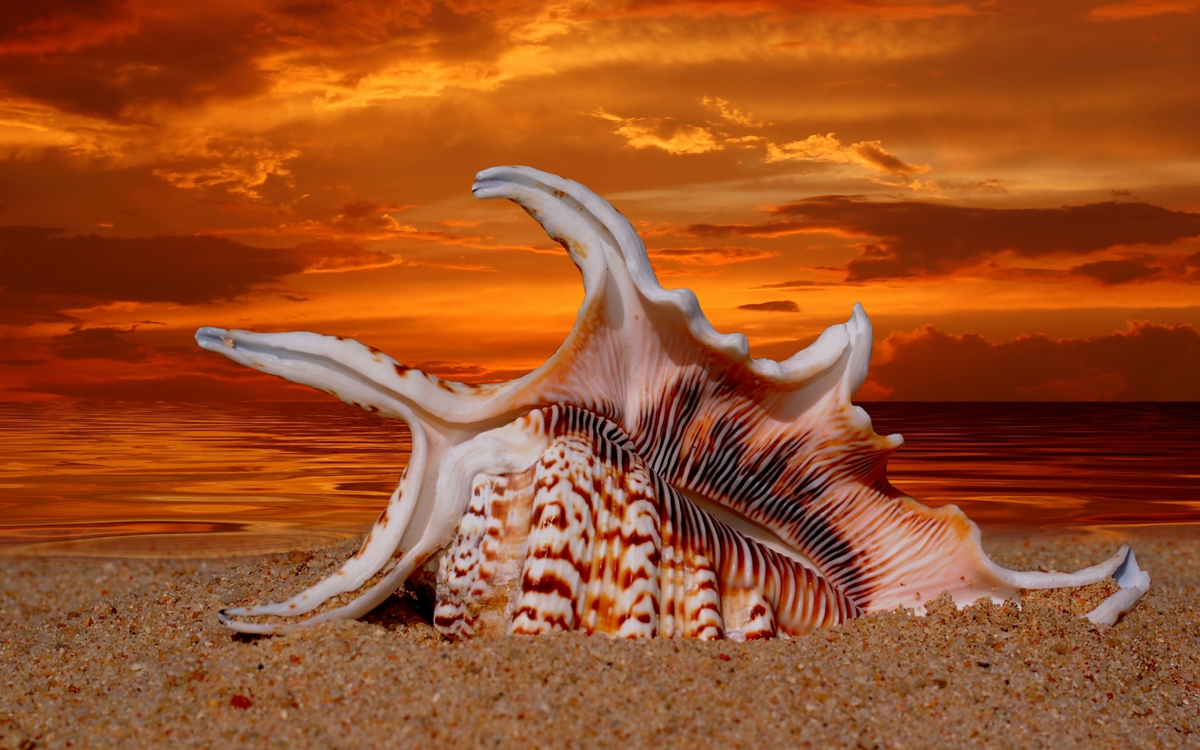 Beautiful Sunset Shell for 1680 x 1050 widescreen resolution