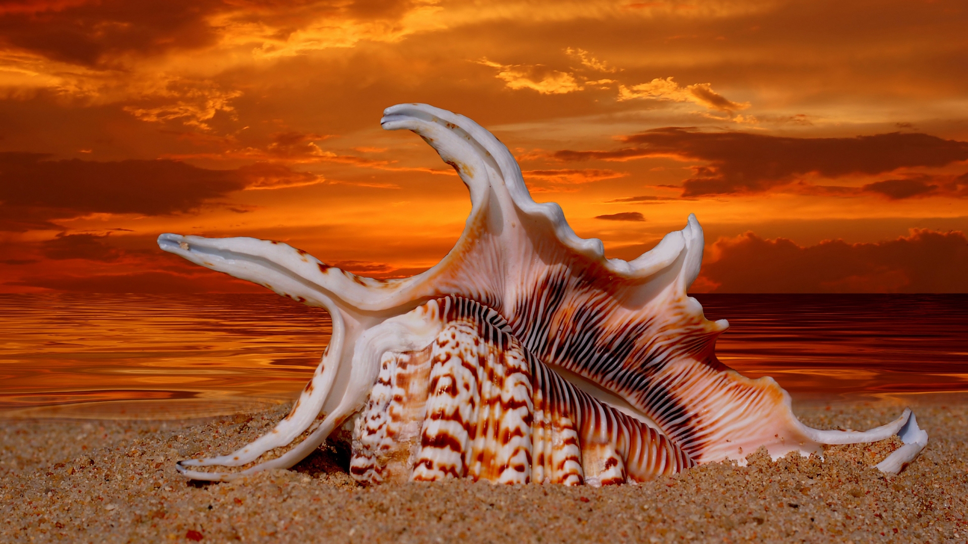 Beautiful Sunset Shell for 1920 x 1080 HDTV 1080p resolution