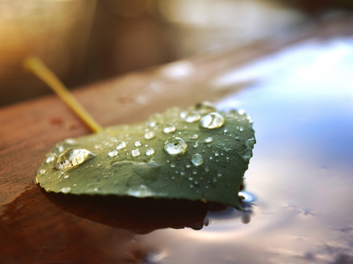 Beautiful Water Drops on a Leaf for 1152 x 864 resolution