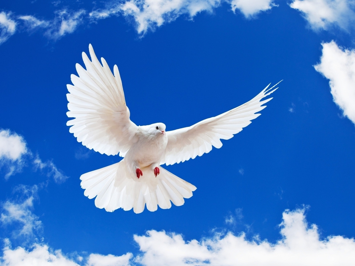Beautiful White Dove for 1152 x 864 resolution