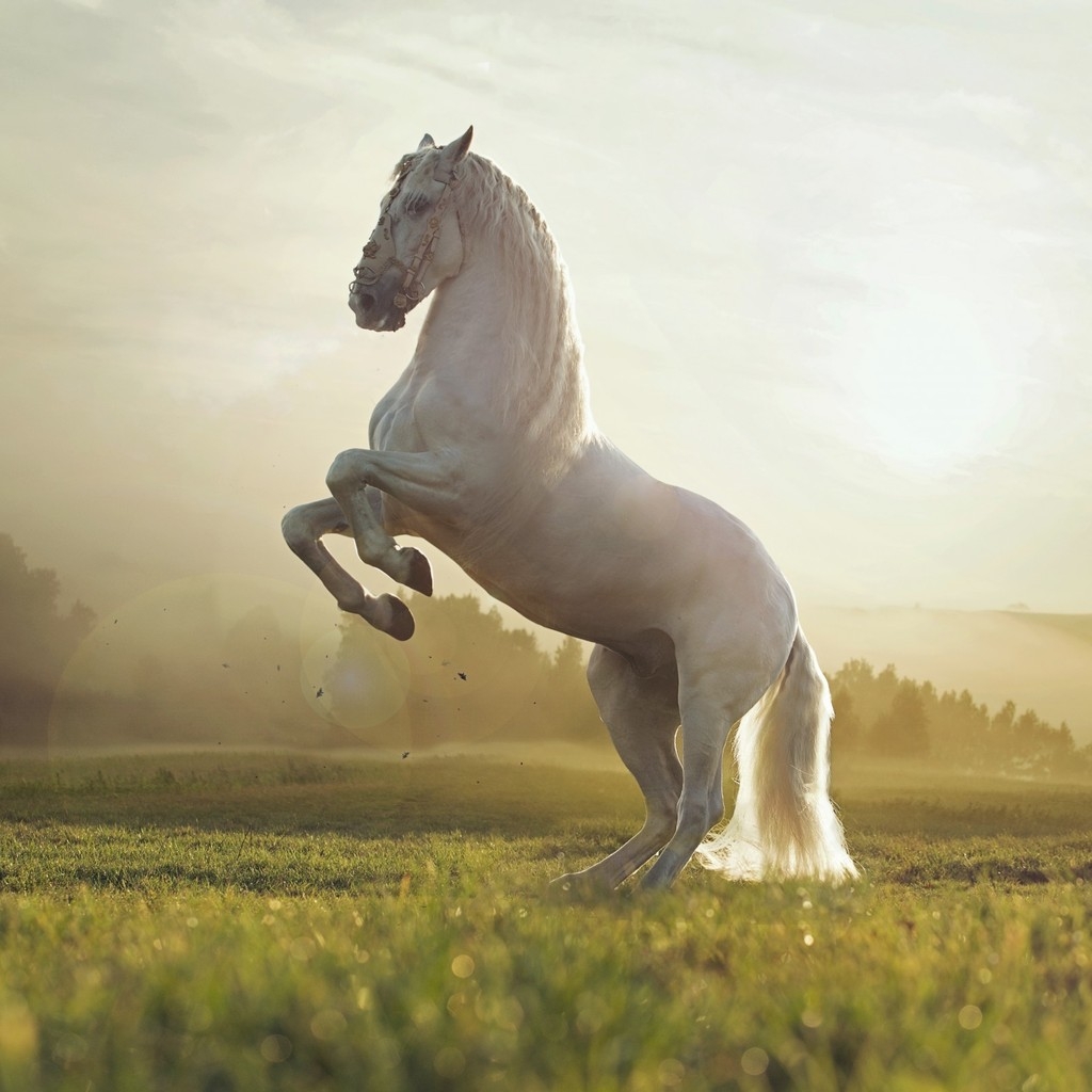 Beautiful White Horse for 1024 x 1024 iPad resolution