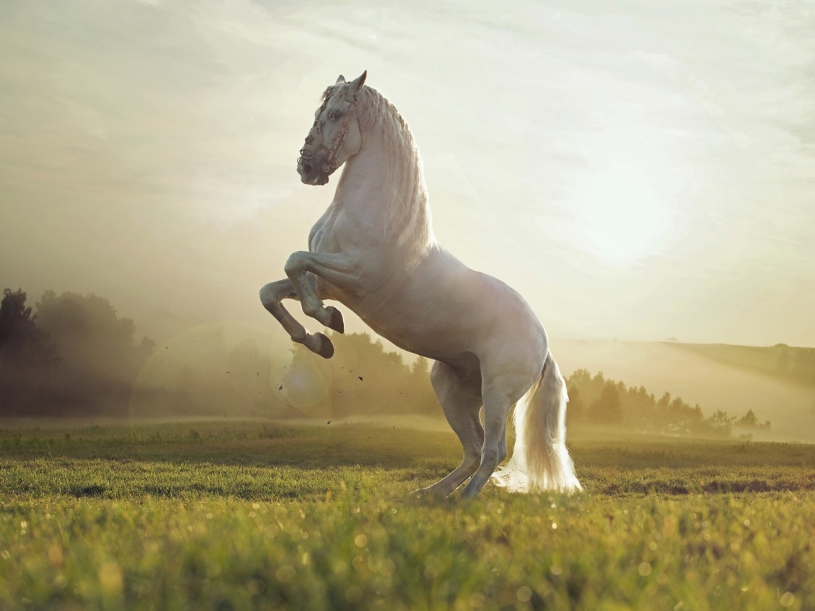 Beautiful White Horse for 1152 x 864 resolution