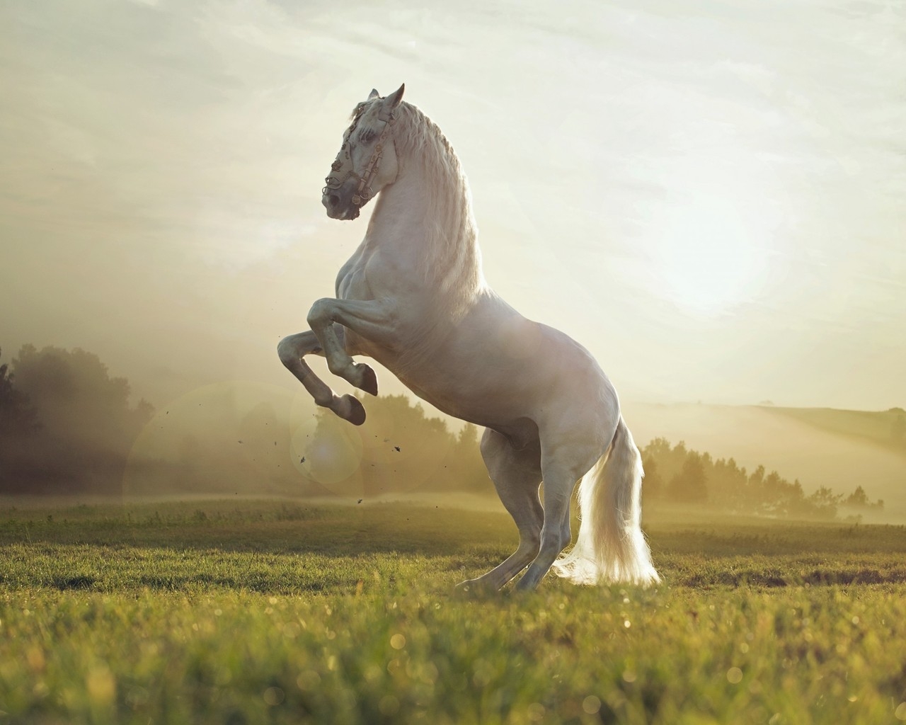 Beautiful White Horse for 1280 x 1024 resolution
