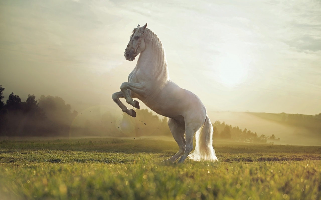 Beautiful White Horse for 1280 x 800 widescreen resolution