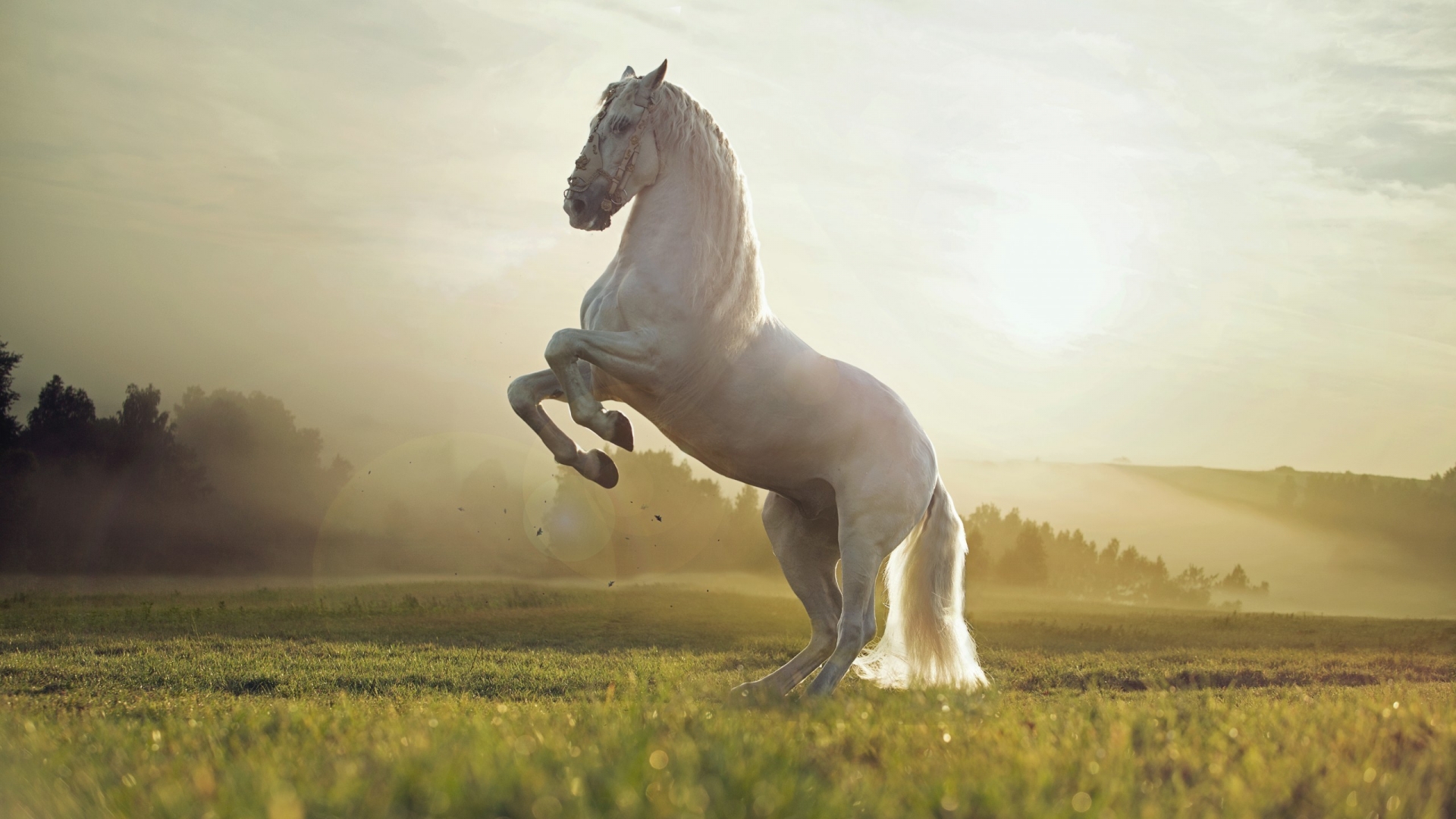 Beautiful White Horse for 1920 x 1080 HDTV 1080p resolution