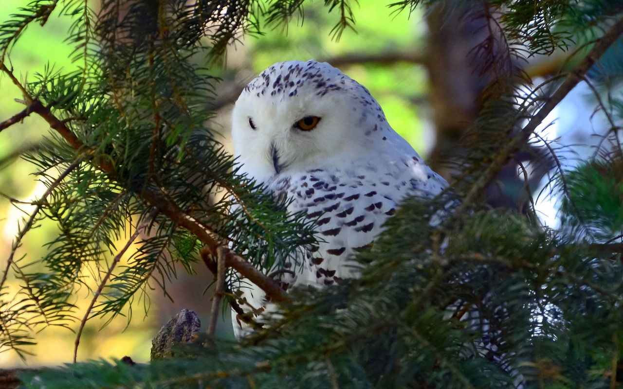 Beautiful White Owl for 1280 x 800 widescreen resolution