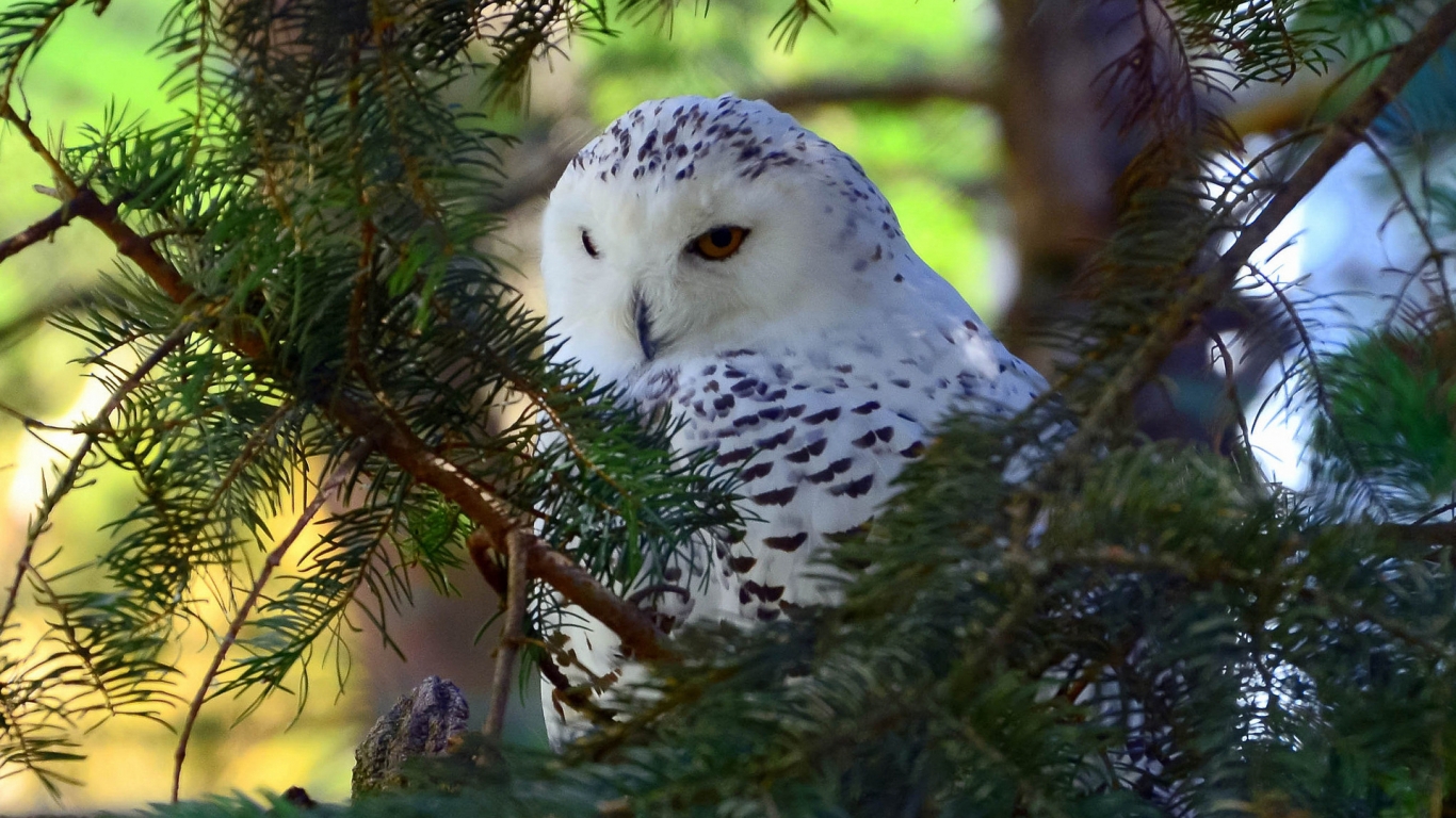 Beautiful White Owl for 1366 x 768 HDTV resolution