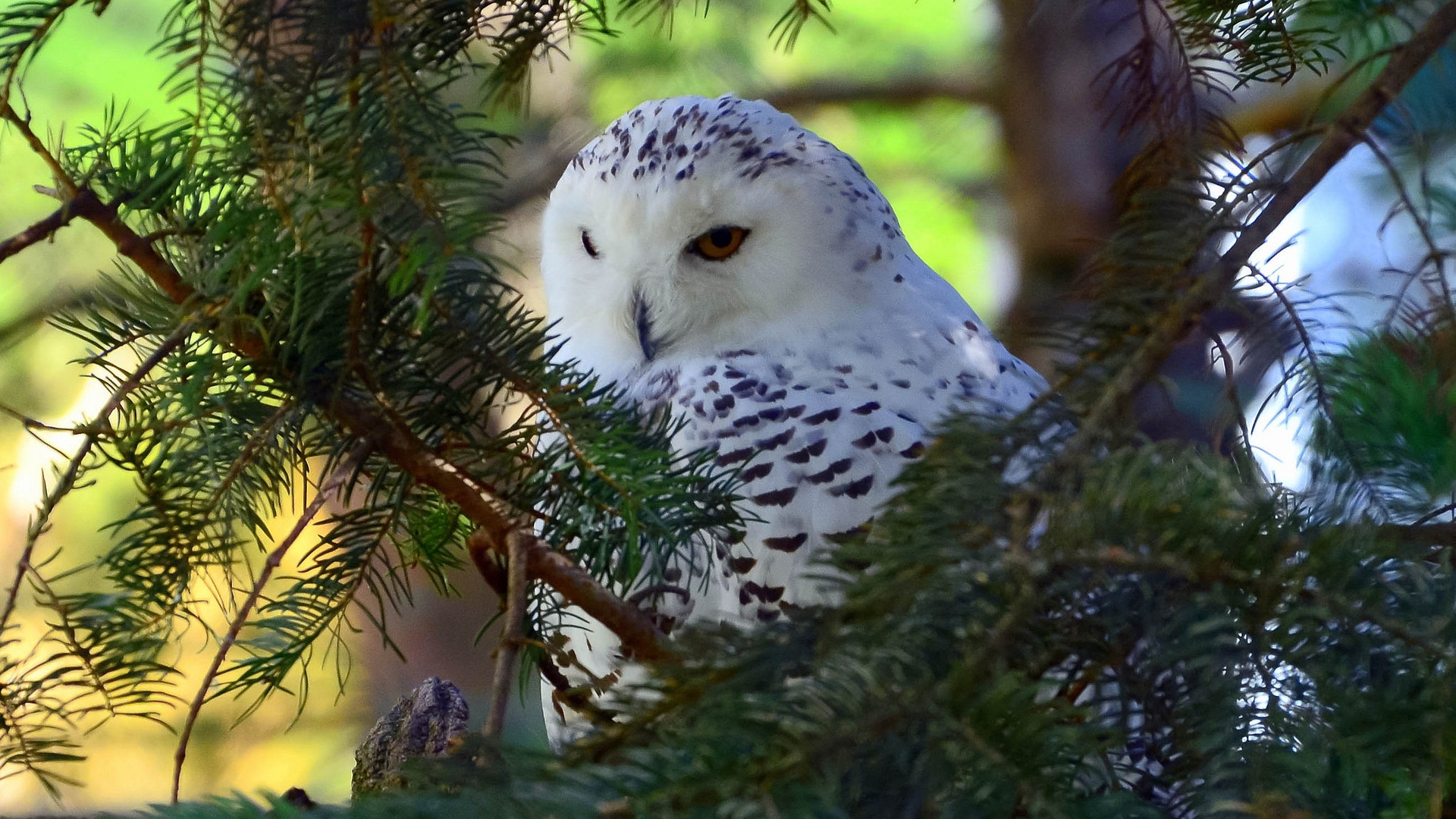 Beautiful White Owl for 1920 x 1080 HDTV 1080p resolution