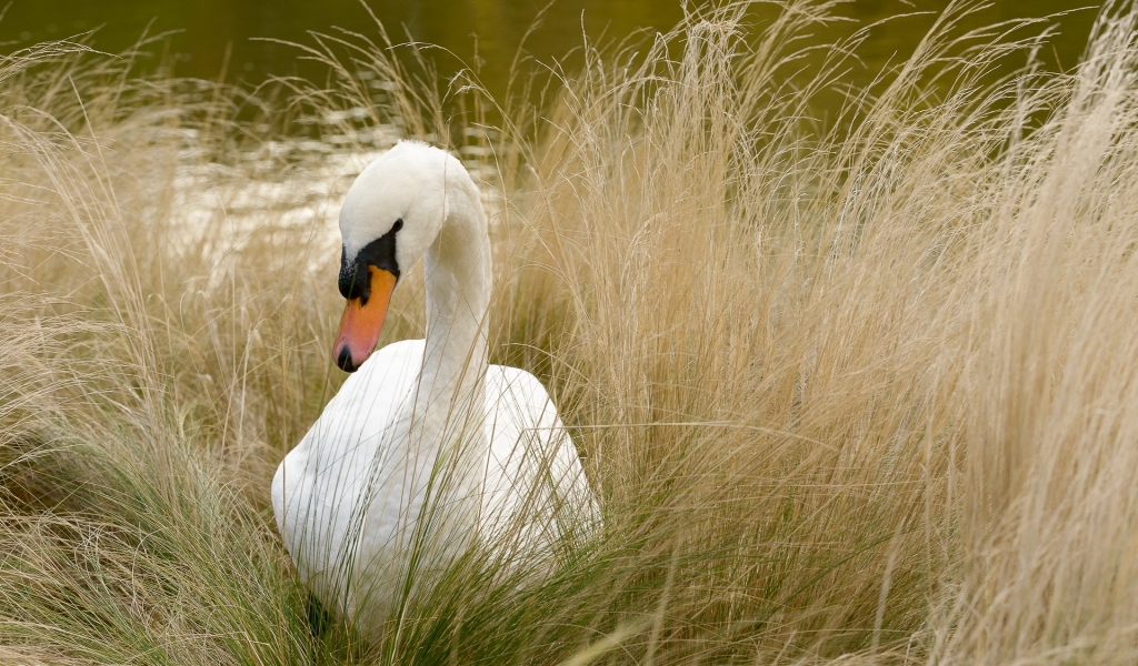 Beautiful White Swan for 1024 x 600 widescreen resolution