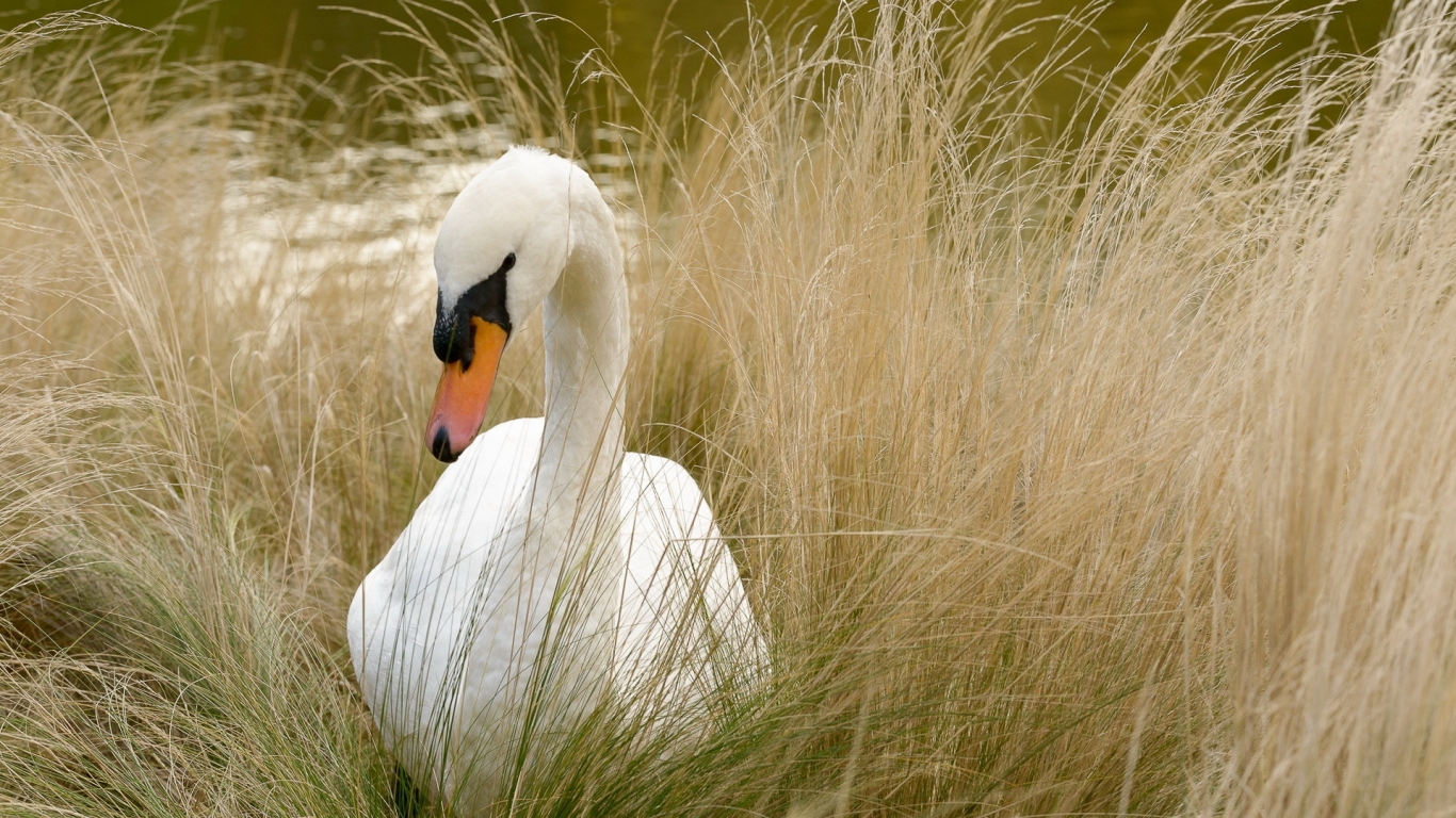Beautiful White Swan for 1366 x 768 HDTV resolution